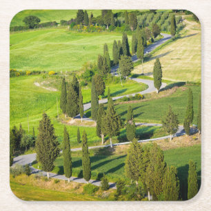 Cypress lined winding road in Tuscany coaster