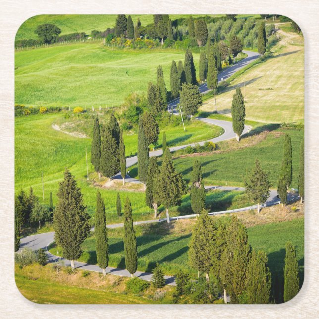 Cypress lined winding road in Tuscany coaster (Front)