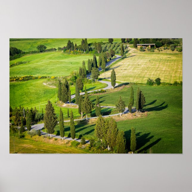 Cypress lined winding road in Tuscany Poster (Front)