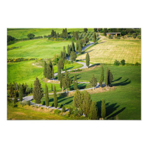 Cypress lined winding road in Tuscany print