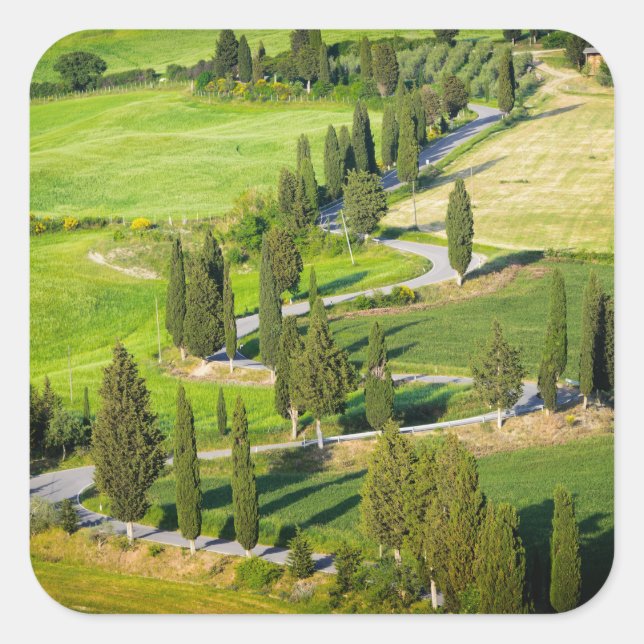 Cypress lined winding road in Tuscany sticker (Front)