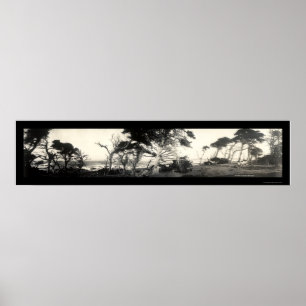 Cypress Point Monterey Photo 1907 Poster