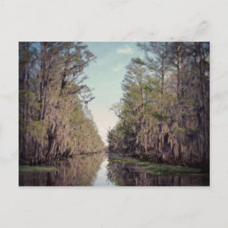 Cypress Swamp : Louisiana Postcard