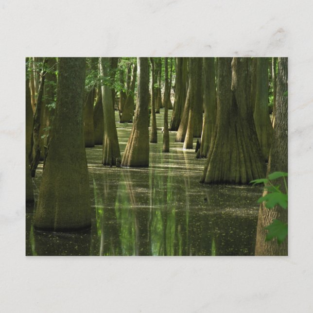 Cypress Swamp Postcard (Front)