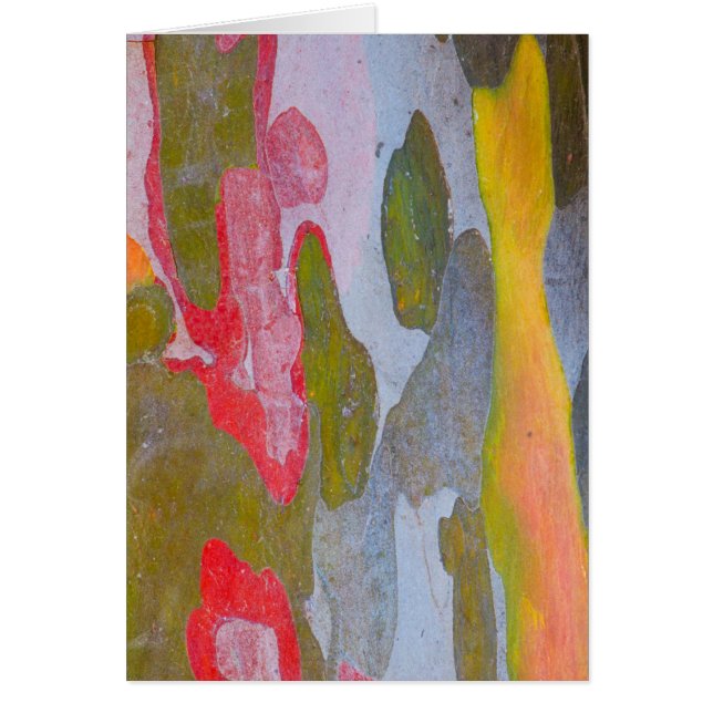 Cypress tree bark patterns, Italy (Front)