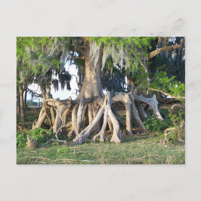 Cypress Tree Postcard (Front)