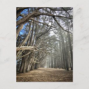 Cypress Tree Tunnel, California Postcard
