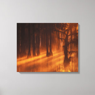 Cypress Trees George Smith State Park Canvas Print