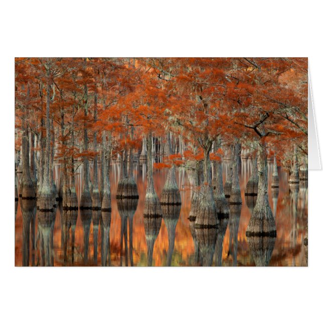 Cypress Trees | George Smith State Park, Georgia (Front Horizontal)