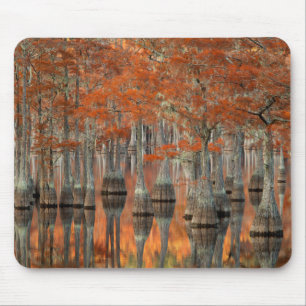 Cypress Trees George Smith State Park, Georgia Mouse Pad