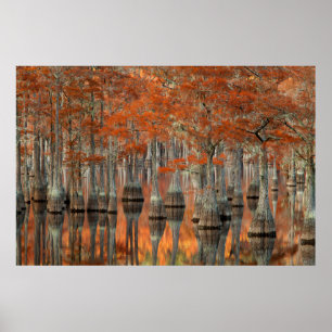 Cypress Trees   George Smith State Park, Georgia Poster