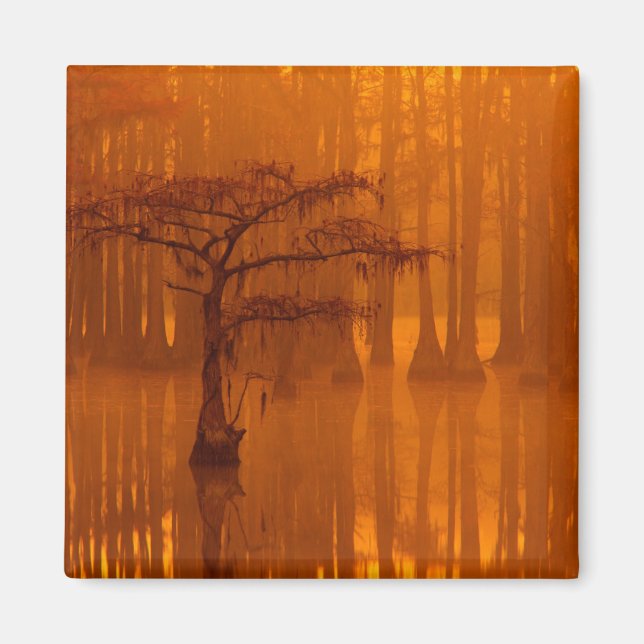 Cypress Trees | George Smith State Park Magnet (Front)