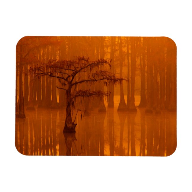 Cypress Trees | George Smith State Park Magnet (Horizontal)