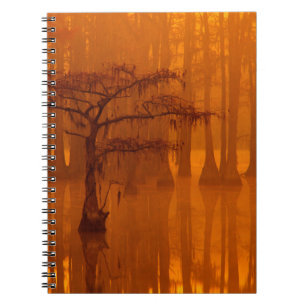 Cypress Trees George Smith State Park Notebook