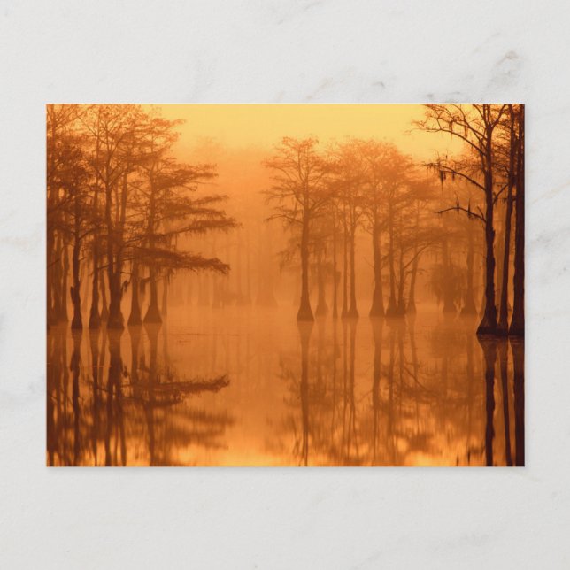 Cypress Trees George Smith State Park Postcard (Front)