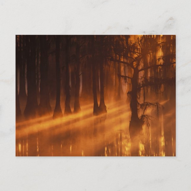 Cypress Trees | George Smith State Park Postcard (Front)