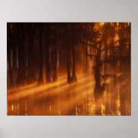 Cypress Trees | George Smith State Park