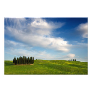 Cypress trees in Tuscany photo print