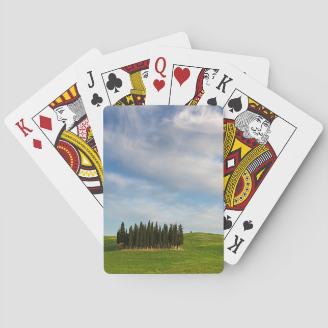 Cypress trees in Tuscany poker cards deck (Back)