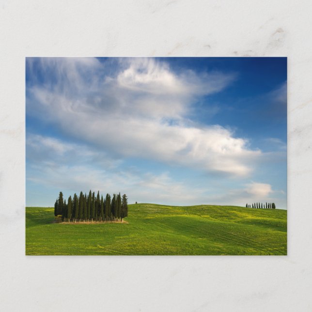 Cypress trees in Tuscany postcard (Front)