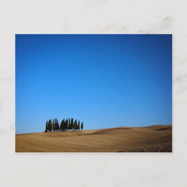 Cypress trees in Tuscany postcard (Front)