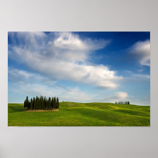 Cypress trees in Tuscany poster (Front)