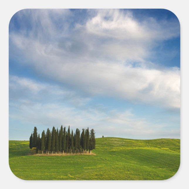 Cypress trees in Tuscany sticker (Front)