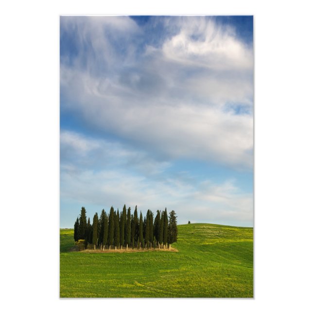Cypress trees in Tuscany vertical photo print (Front)