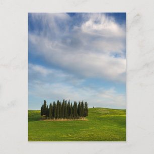 Cypress trees in Tuscany vertical postcard