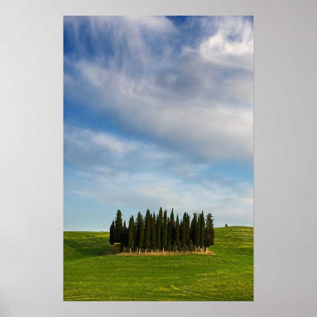 Cypress trees in Tuscany vertical poster (Front)