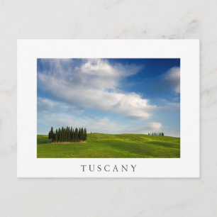 Cypress trees in Tuscany white postcard