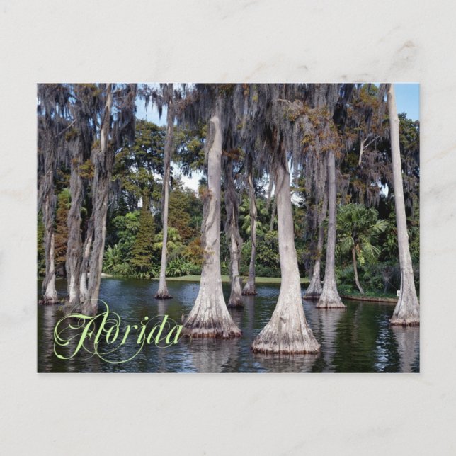 Cypress trees in Winter Haven, Florida Postcard (Front)