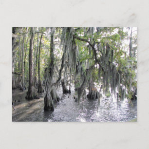Cypress Trees on Lake Phelps NC Postcard
