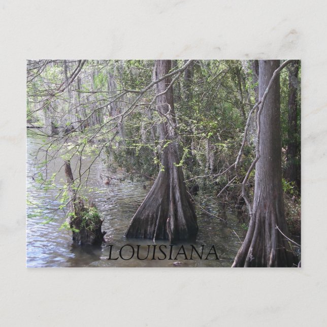 Cypress Trees Postcard (Front)