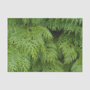 Cypress trees tissue paper