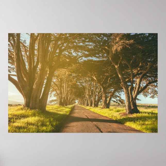 Cypress Tunnel Point Reyes National Seashore Poster (Front)