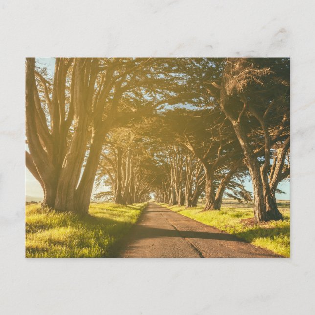 Cypress Tunnel Point Reyes Seashore Postcard (Front)