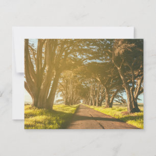 Cypress Tunnel Point Reyes Seashore Postcard