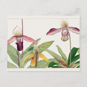 Cypripedium by Tanigami Konan Postcard