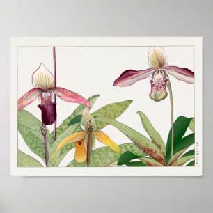 Cypripedium by Tanigami Konan Poster