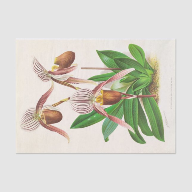 Cypripedium Selligerum Majus by Jean Linden Tissue Paper (Front)