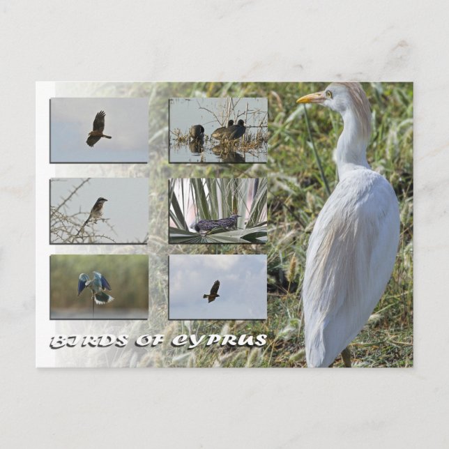 Cyprus birds postcard (Front)