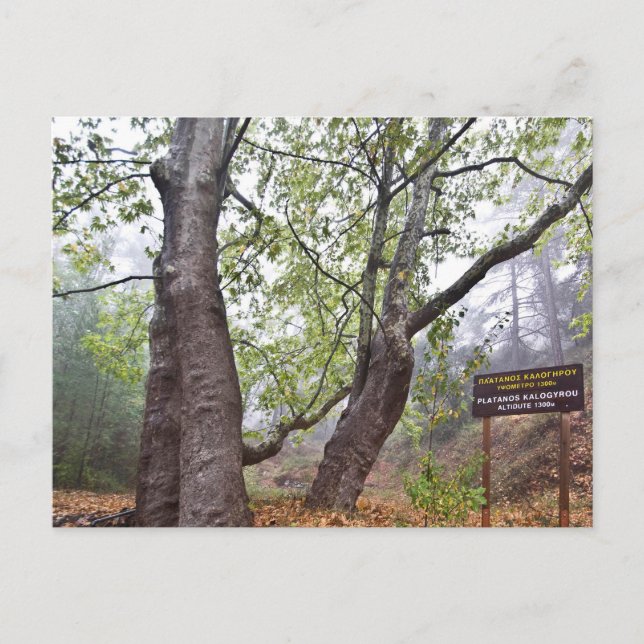 Cyprus forest plane tree ancient forest nature postcard (Front)
