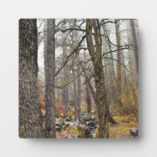 Cyprus nature landscape Troodos forest brown trees Plaque