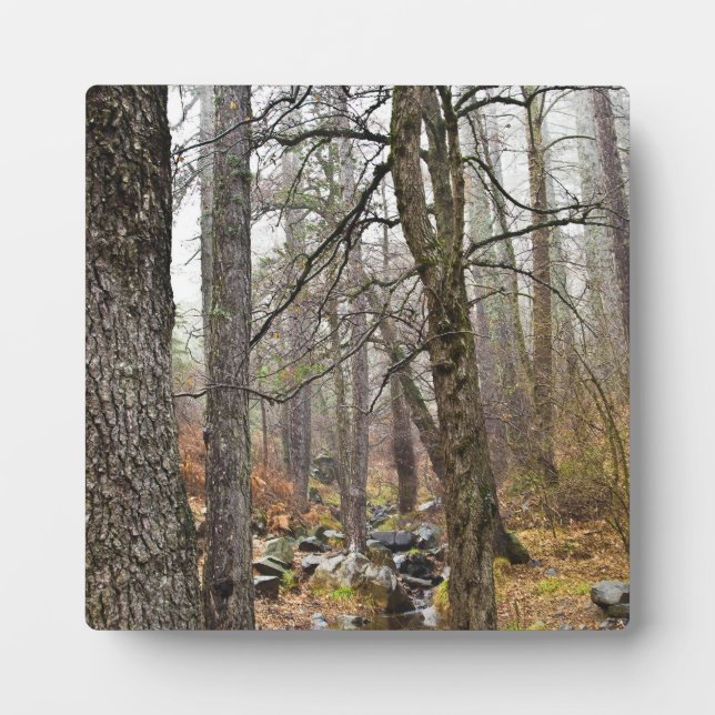 Cyprus nature landscape Troodos forest brown trees Plaque (Front)