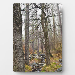 Cyprus nature landscape Troodos forest brown trees Plaque