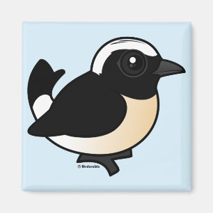 Cyprus Wheatear Magnet