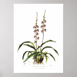 Cyrtochilum bictoniense by Miss S A Drake. Poster