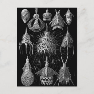 Cyrtoidea Postcard
