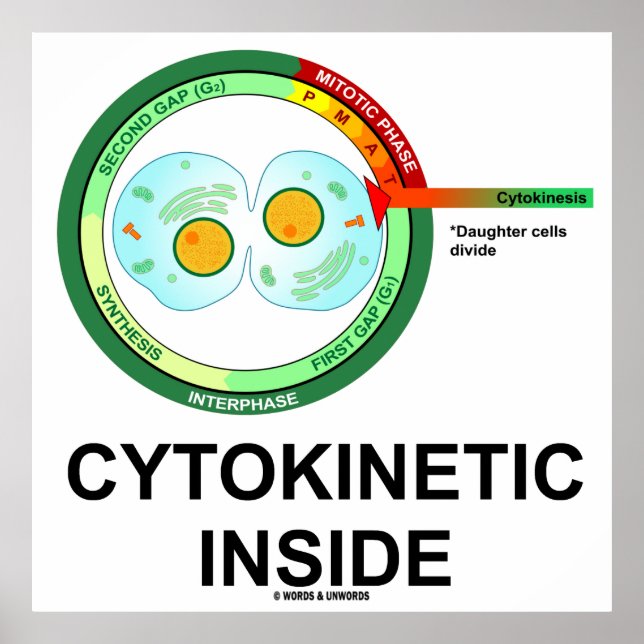 Cytokinetic Inside (Cytoplasm Division Mitosis) Poster (Front)